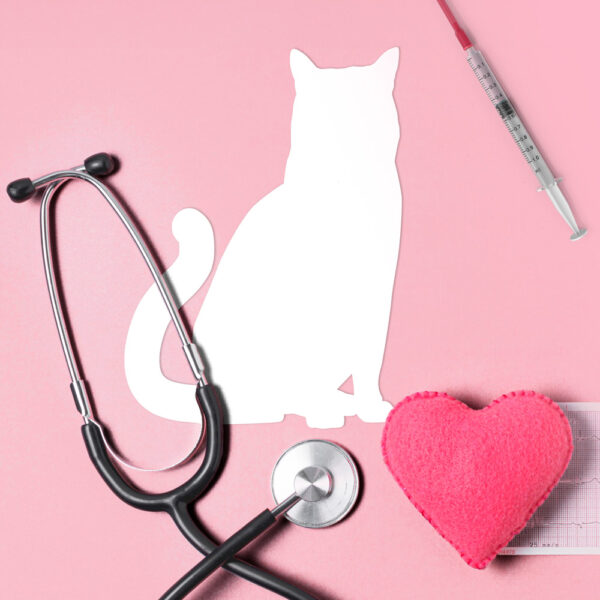 guide euthanasie chat