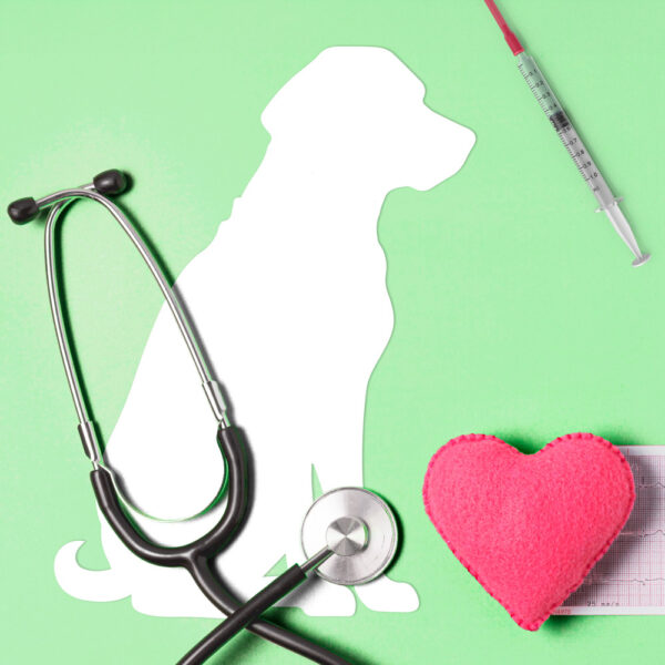 guide euthanasie chien